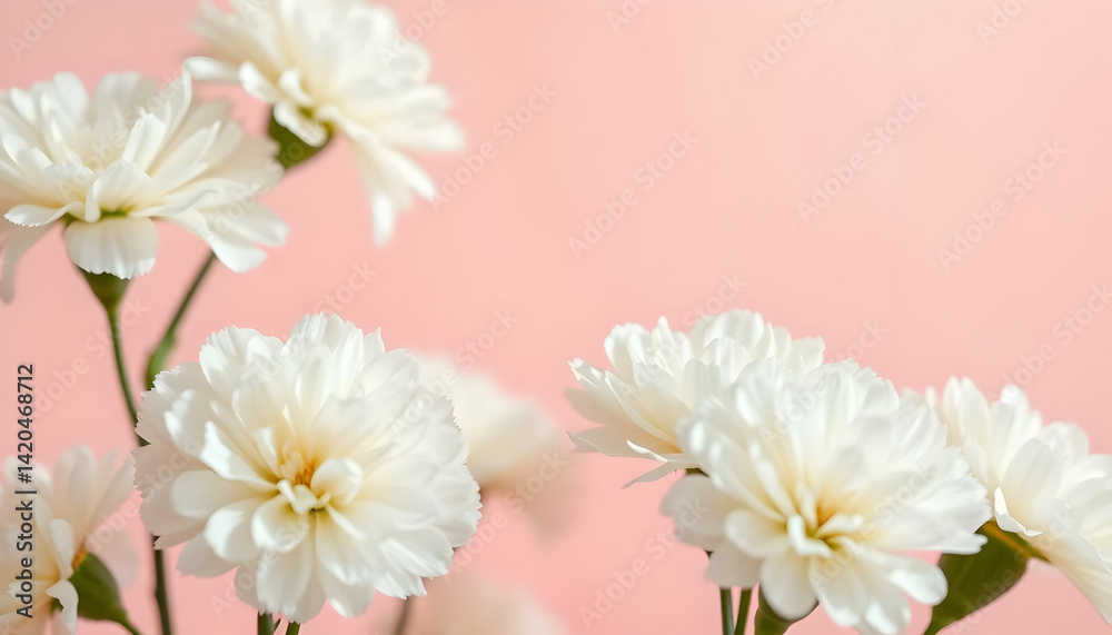 Soft White Flowers Against Subtle Pink Background for Decoration Soft White Flowers Against Subtle Pink Background for Decoration