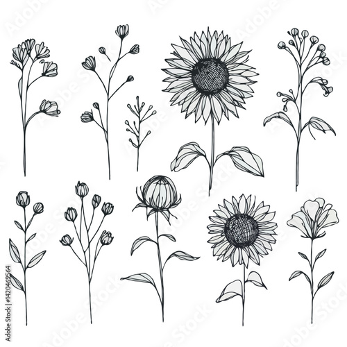 line art sunflowers illustration. Set outline aster sketch, doodle floral stems. Hand drawn Botanical drawing. Simple Stylized flowers. Black and White blooming chamomile