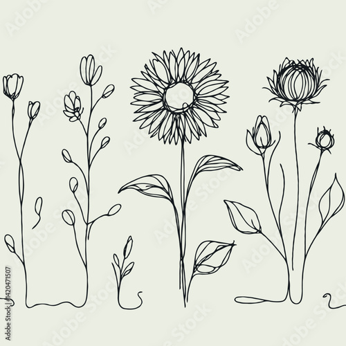 line art sunflowers illustration. Set outline aster sketch, doodle floral stems. Hand drawn Botanical drawing. Simple Stylized flowers. Black and White blooming chamomile