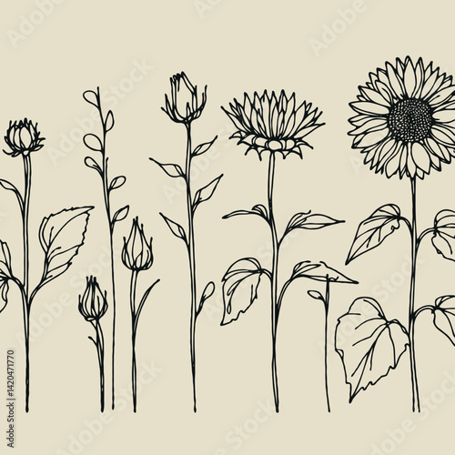 line art sunflowers illustration. Set outline aster sketch, doodle floral stems. Hand drawn Botanical drawing. Simple Stylized flowers. Black and White blooming chamomile