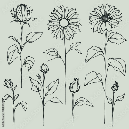 line art sunflowers illustration. Set outline aster sketch, doodle floral stems. Hand drawn Botanical drawing. Simple Stylized flowers. Black and White blooming chamomile