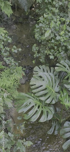 Water stream in forest 
