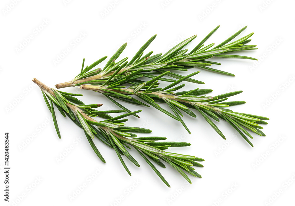 Fototapeta premium Fresh green rosemary sprigs placed on a white background. Aromatic culinary herb commonly used in cooking, food styling, and natural remedies, captured in clean, minimal studio lighting