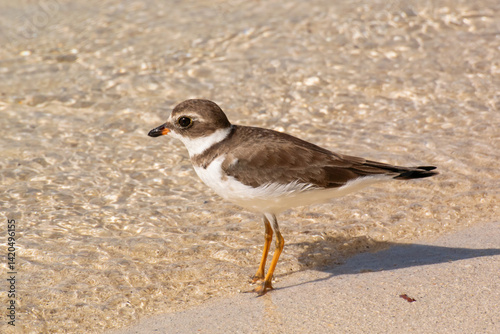 A Semipalmated Plover in basic, non-breeding plumage standing on a sandy shore at the water's edge