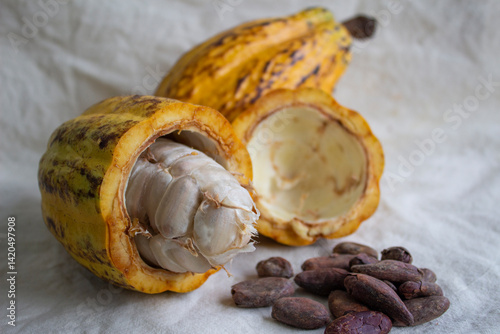 Cacau _ Theobroma cacao _ cocoa _ cacao photo