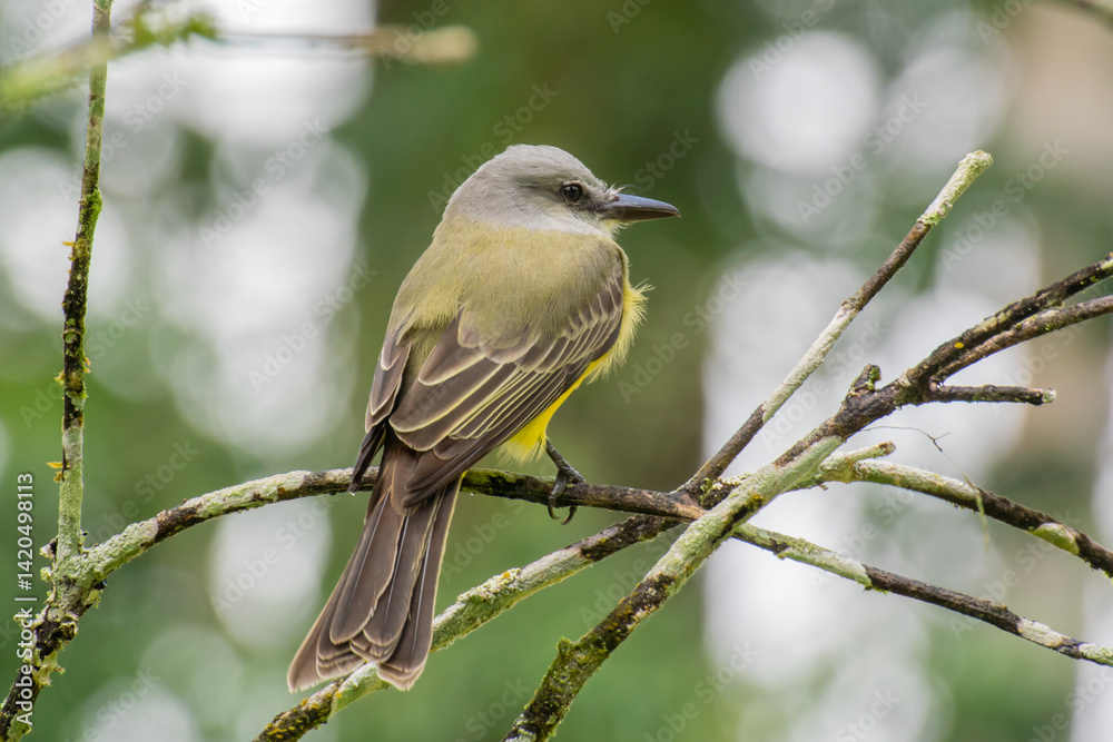 A rear view of a Tropical Kingbird perched on a thin dead twig A rear view of a Tropical Kingbird perched on a thin dead twig