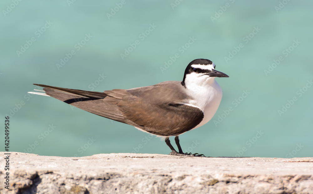 Obraz premium A side view view of a Bridled Tern perched on rocks