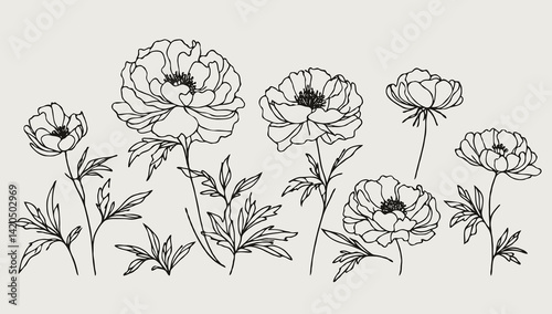 Fototapeta Naklejka Na Ścianę i Meble -  Set outline peony spring, doodle Collection floral stems. Hand drawn Botanical drawing. Detailed line art peonies illustration. Simple Stylized anemone flowers. Black and White blossom sketch
