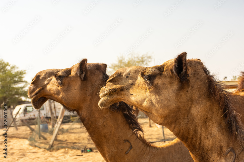 Camels in the desert of Abu Dhabi, UAE