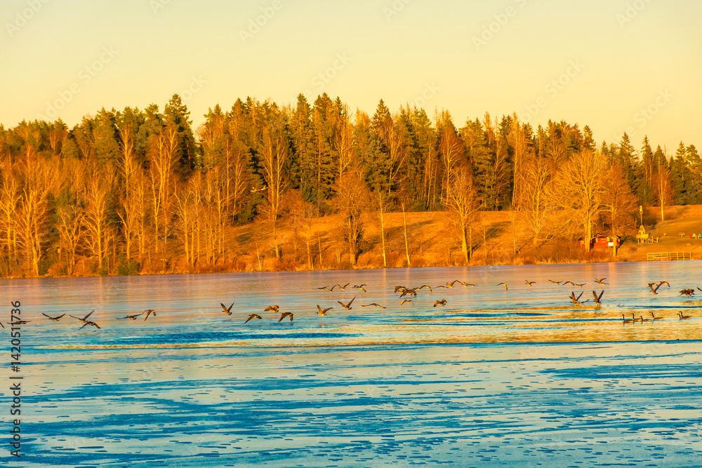Forest over the frozen lake of Nora in winter, Sweden