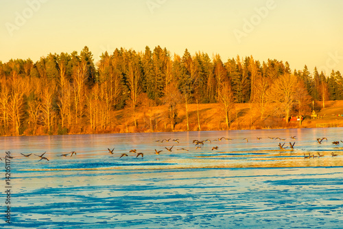 Obraz na płótnie Forest over the frozen lake of Nora in winter, Sweden w salonie