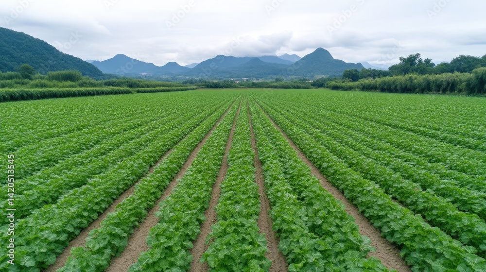 Potato Field Lush Green Rows Aerial View High Resolution Wide Angle Shot Farmland Agriculture Vibrant Green Tones Ideal for Agribusiness Marketing Potato Field Lush Green Rows Aerial View High Resolution Wide Angle Shot Farmland Agriculture Vibrant Green Tones Ideal for Agribusiness Marketing