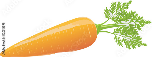 fresh carrot isolated