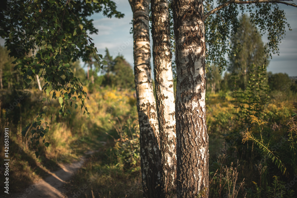 Fototapeta premium A serene view of birch tree trunks in a forest, bathed in warm sunlight on a summer day.