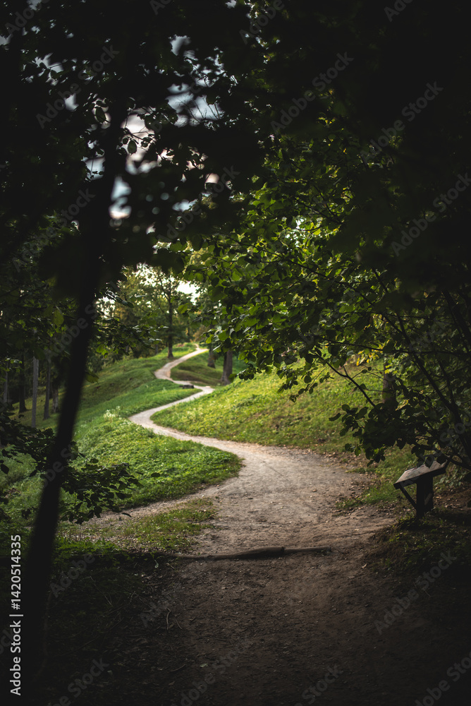 Fototapeta premium A peaceful forest pathway curves invitingly through the lush greenery, beckoning exploration.