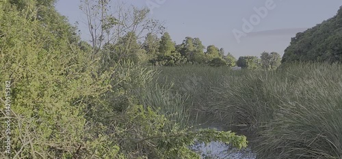 View of wetlands 