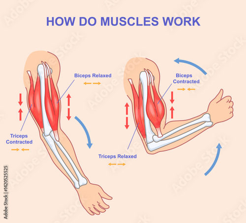 How do muscles work. Educational anatomical diagram showing process of contraction and relaxation of arm muscles. Biceps and triceps movements during sports exercise. Cartoon flat vector illustration