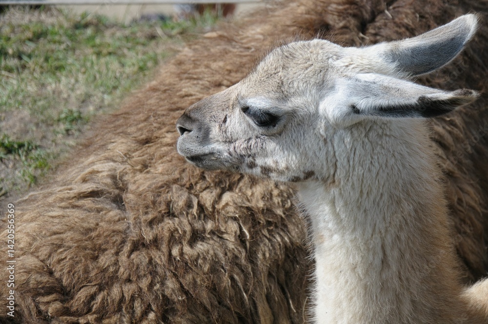 Obraz premium A lama (lama glama) in the andes mountains