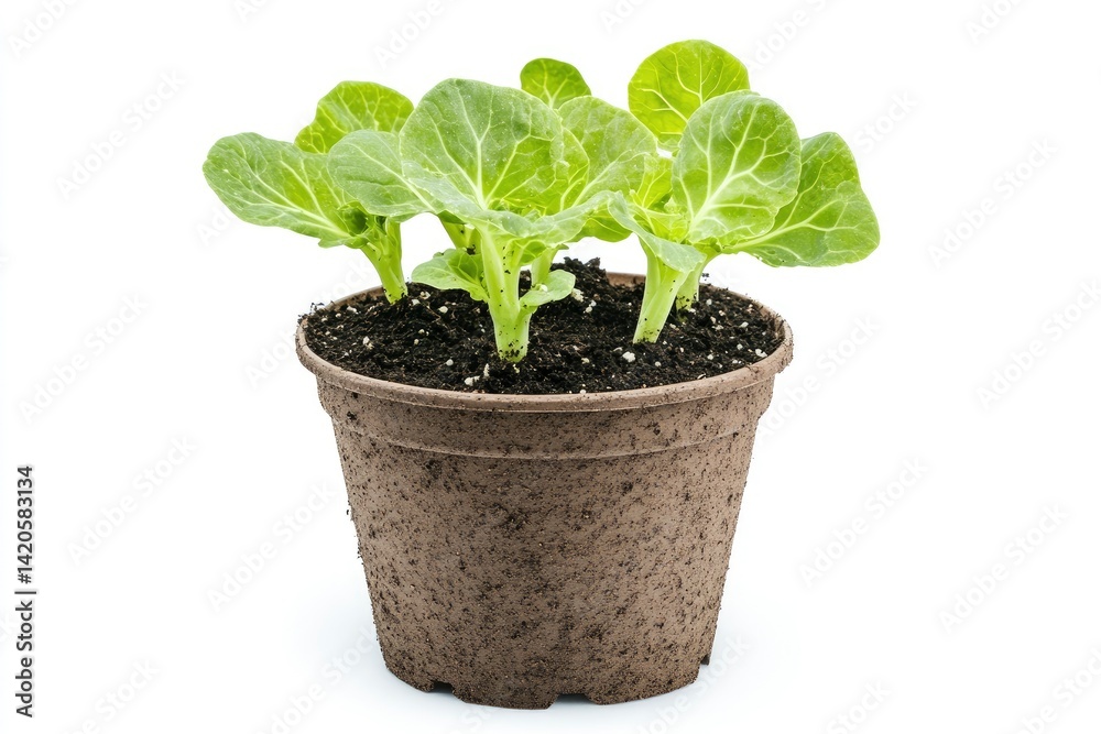 Cabbage Seedling in Pot - Growing Vegetable Cabbage Seedling in Pot - Growing Vegetable