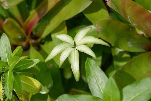 close-up of botanical foliage (Pteris cretica) photo