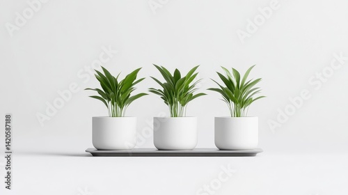 Three small potted plants on a tray, minimalist aesthetic