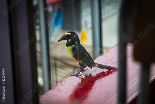 Chestnut-eared Aracari Perched Toucan on a Red Surface,  Seen Through a Window in Villavicencio, Colombia