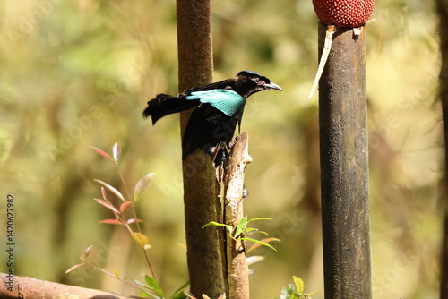 Vogelkop lophorina (Lophorina superba), formerly part of the superb bird-of-paradise complex, is a species of passerine bird in the bird-of-paradise family Paradisaeidae.