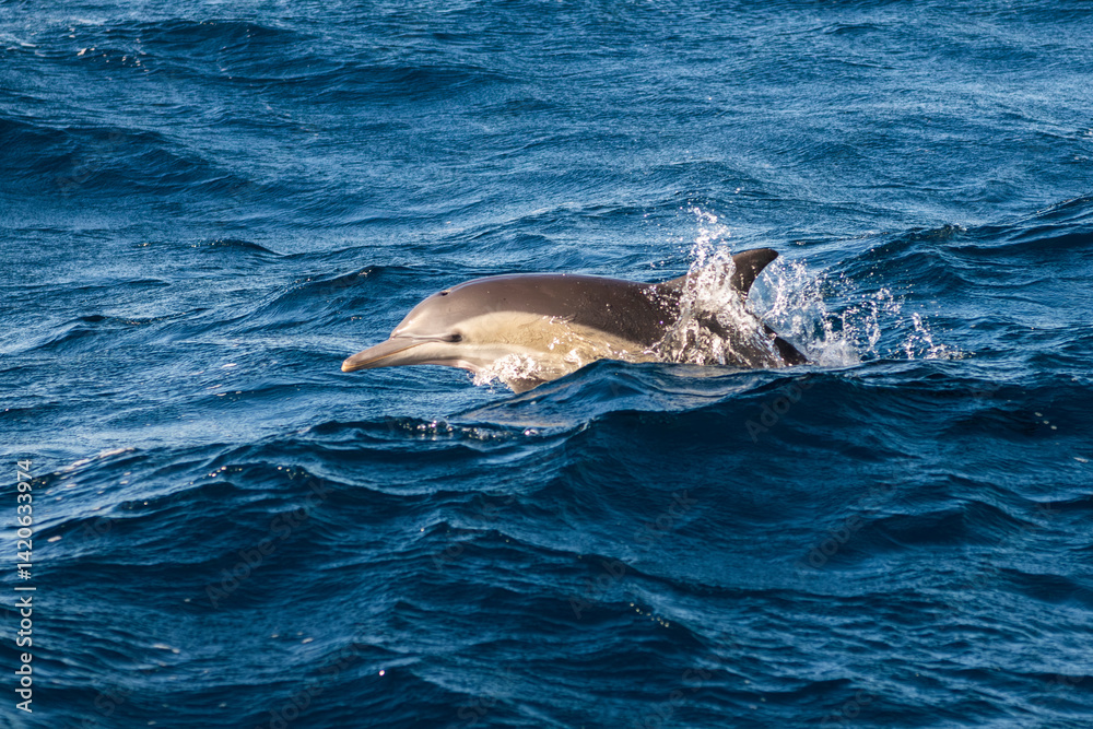 Obraz premium Dolphins surge through the surface off the coast of Port Stephens, Australia.