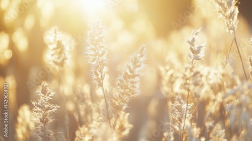 Golden Wheat Fields in Soft Morning Light