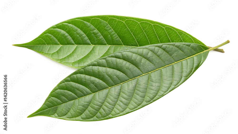 Fototapeta premium green leaf isolated on white