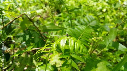 Wallpaper Mural View of a housefly (Musca domestica) resting on a fresh fern leaf then flying away. 4k footage focused on the foreground. Perfect for a mountain documentary. Torontodigital.ca