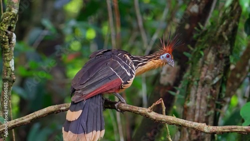 Hoatzin in the Amazon rainforest