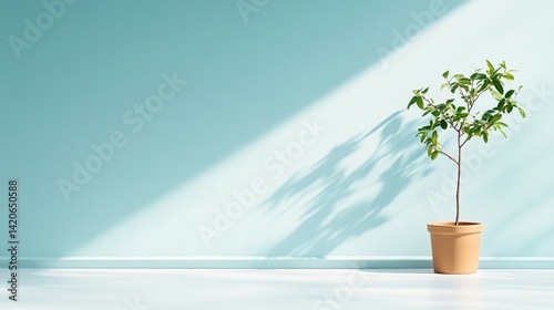 Plant in Pot, Sunlight, Mint Green Wall