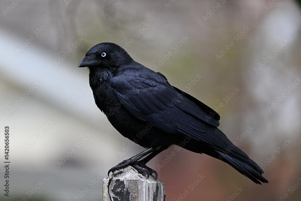 Fototapeta premium Side view of an Australian little raven, corvus mellori, perched atop a wooden fence post as it slightly tilts its head