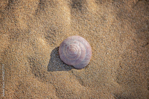 An image of a beautiful seashell on the beach.