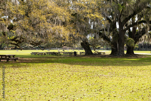 Picnic benches sit beneath large oak trees draped in Spanish moss, with grazing sheep in the background at historic Middleton Place in Charleston