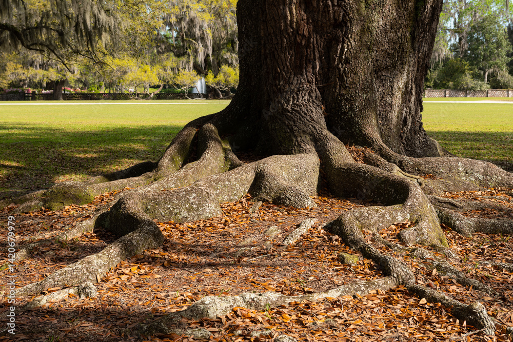 Massive tree roots spread across the shaded ground at Middleton Place, Charleston, evoking strength, age, and natural beauty in a historic southern landscape Massive tree roots spread across the shaded ground at Middleton Place, Charleston, evoking strength, age, and natural beauty in a historic southern landscape
