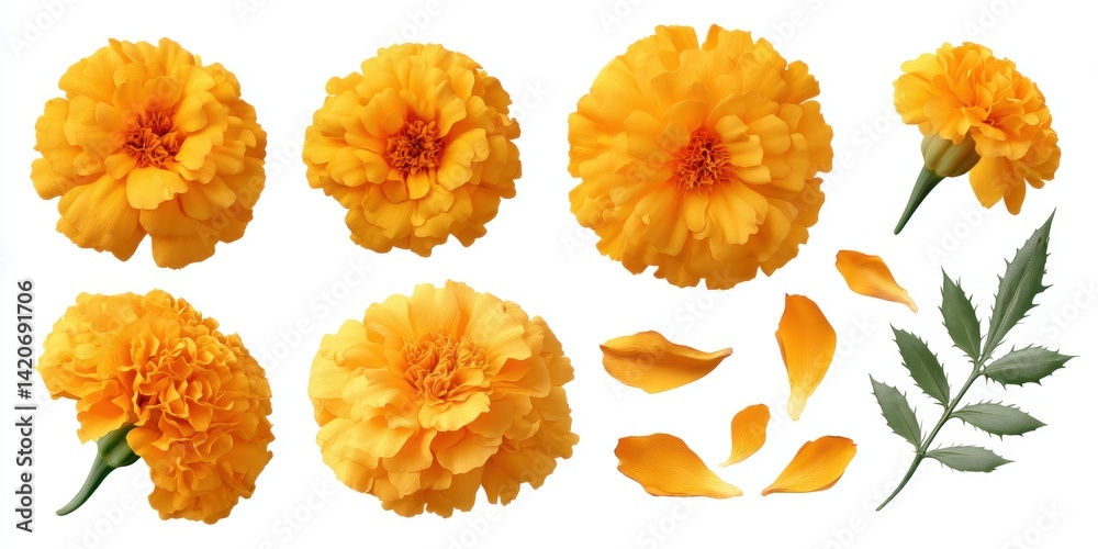 Yellow flowers and green leaves lined up horizontally on a clean white background, bright natural colors.
