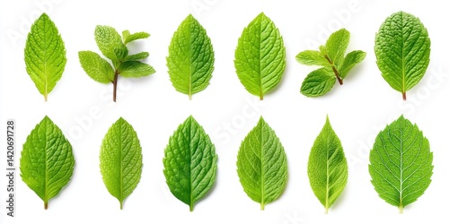 Obraz na płótnie Close-up of vibrant green leaves arranged on a clean white surface with natural lighting. w salonie