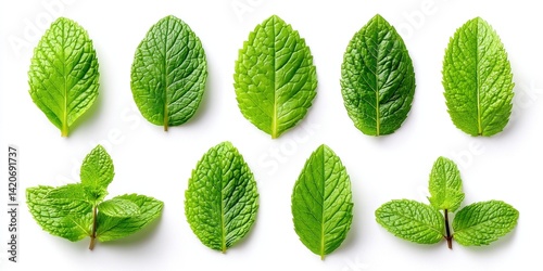 Close-up of vibrant green leaves arranged on a clean white surface with natural lighting.