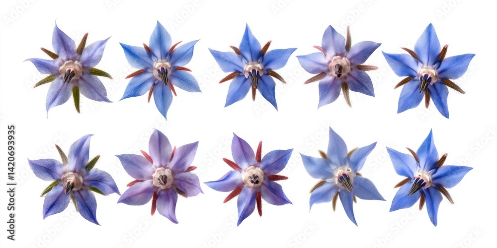 Close-up of vibrant blue flowers arranged on a clean white surface with soft natural lighting. Close-up of vibrant blue flowers arranged on a clean white surface with soft natural lighting.
