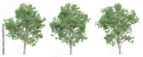 3d ulmus minor trees on transparent background, png plant.