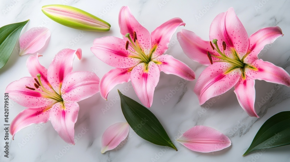 Fototapeta premium Delicate pink lilies arranged on marble.