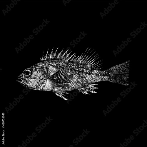 Ocean Perch hand drawing vector isolated on black background.