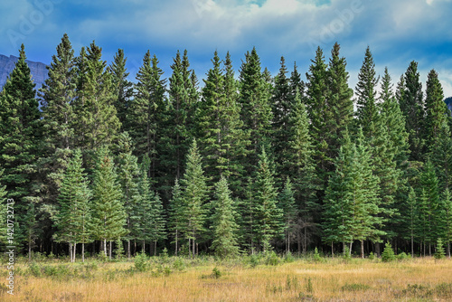 Natural Forest Plantation Trees Wood
