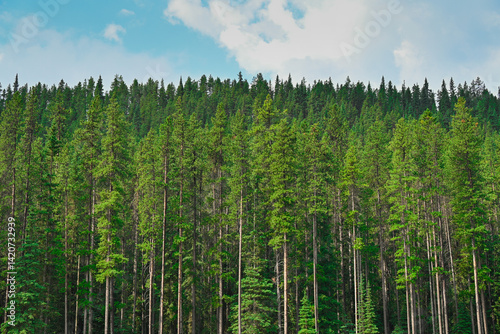 Natural Forest Plantation Trees Wood