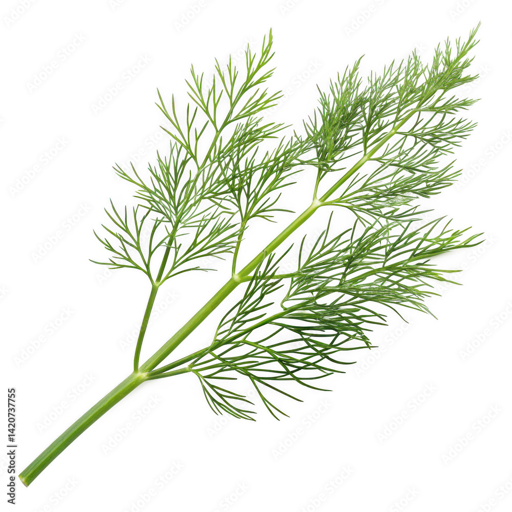 Fototapeta premium Photorealistic Dill Sprig Fine and Feathery Dill Leaves, Fresh Herb, Culinary Herb, Green Plant