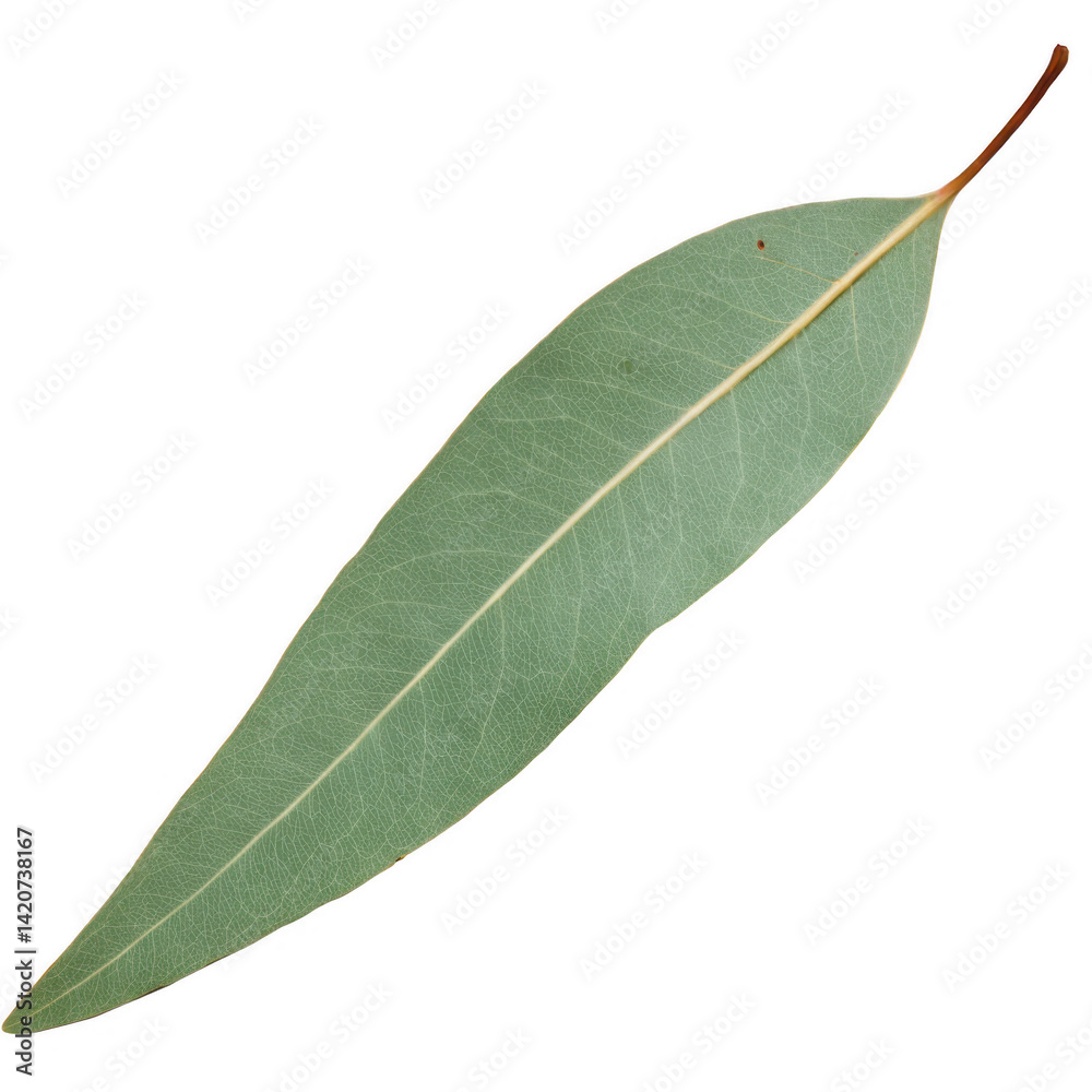 Obraz premium Long Narrow Eucalyptus Leaf High-Resolution Image of a Muted Green Eucalyptus Leaf, Perfect for Botanical Illustrations, Nature Designs, and Herbal Projects