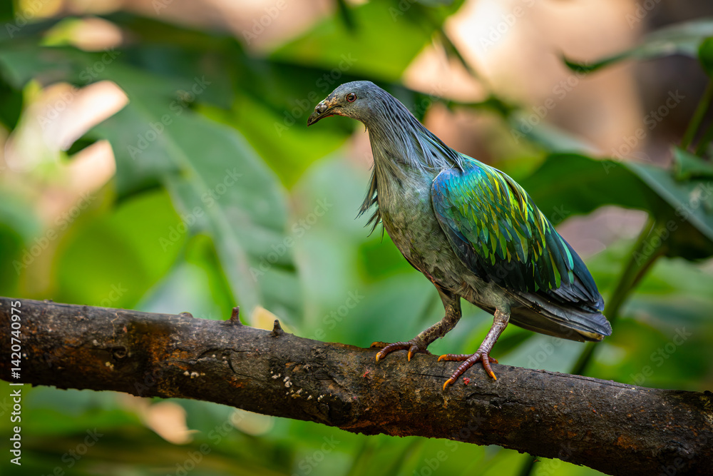 custom made wallpaper toronto digitalColorful Nicobar Pigeon with iridescent green and blue feathers standing alert on a tree branch, surrounded by lush green foliage in natural light...