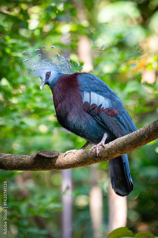 custom made wallpaper toronto digitalVictoria Crowned Pigeon with striking blue and maroon feathers, crowned with a lacy crest, perched gracefully on a tree branch in a lush green forest...